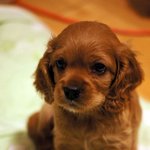 이 귀여운 강아지 궁금해요