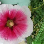 [EXO] <b>무궁화</b>꽃이 피었습니다~