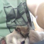 [왕귀비비] <b>장모</b>치와와 비비에용^^