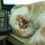 오늘은 다른 아이들을 올려요