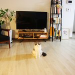 [뚱냥이] 렉돌 무무 이야기:-<b>d</b>