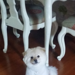 [동물사랑] 폼피치 <b>쭈쭈</b>를소개합니다!