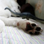 초코, 케리, 장군, 루키, <b>레아</b> 등등등 개고양이 친구들 만났어요...