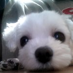 [콩<b>보리</b>] 너무 다른 성격의 콩<b>보리</b> 자매(스압)