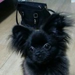 무슨종인지 좀가르쳐주세요ㅠ부탁드려요