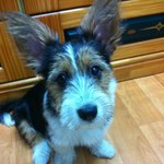 코기+슈나=콩 을 소개합니다~ (추가)