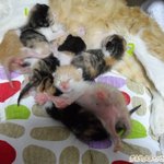 [캐시네] 캐시네 소식(<b>민자</b>와 멍멍이의 첫번째 생일)