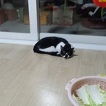 [도와주세요]인천 동양동 고양이찾습니다.