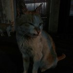 [코봉] 늙은고양이 코봉 2