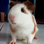 햄스터? 아니죠~ "<b>기니</b>피그"의 귀여움