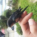 새끼<b>제비</b>가 위험합니다