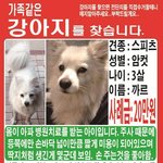 [도와주세요] 강북구 <b>수유</b> 화계사에서 강아지찾습니다