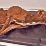 [소오름] 아사직전에 살아난 개