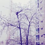 [EXO] 우리 아파트 <b>벚꽃</b><b>나무</b>ㄷㄷㄷㄷ