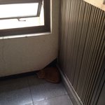 [도와주세요] <b>연남동</b> 노란색유기묘 주인 찾기 도와주세요