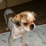 [동물사랑] <b>충주시</b> 용산동 근처에서 시츄강아지 잃어버리신분