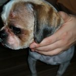 [도와주세요] <b>충주시</b> 호암동 아니면 용산동 에서 시츄강아지 잊어버리신분이요