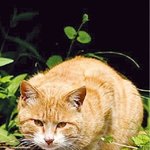 길고양이 먹이주기 봉사