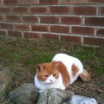 [유봉이네] 【<b>샬롬</b>이】보육원 고양이 <b>샬롬</b>이