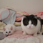 [꿀고양이] 꿀냥이와 솜냥이