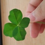 [EXO] 오늘시험인데 네잎<b>클로버</b>발견