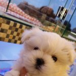 [강아지] 아기 말티즈 라떼의 성장기~!!!