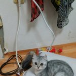 우리집에 온 5개월 된 냥이 사진 <b>투척</b>~