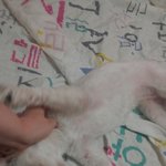 [도와주세요] [입양완료] 뽀양이 말티아가 1살 여아 똘똘이의 가족을...