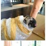 [소<b>오름</b>] 대륙의 강아지 택배