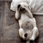 잠에 취한 귀여운 강아지 움짤.<b>gif</b>