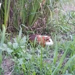 [기니<b>피그</b>] 기니<b>피그</b>가 탄천변에 버려졌습니다.