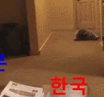 [틴펫스토리] 이시각 <b>태풍</b> 동영상