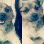 좌충우돌  일곱가족과  열마리 꼬물이들 이야기,