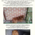 몰래 고물상에 살던 발바리 안락사되지 않도록 관심 부탁드려요.ㅠㅠ