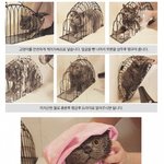 [감동] 고양이 목욕시키는 <b>도구</b>