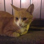 [꽃보다쿤이] 꽃미냥 쿤이를 만나기전의 추억 <b>첫</b>번째편~