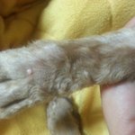 강아지 <b>발등</b>에 티눈? 좁쌀같은거용 ㅠ