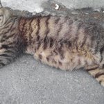 편의점에 놀러오는 길고양이