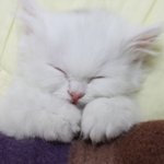 [다린이] [스압주의]자칭 <b>미묘</b> 똘끼충만 다린이 왔어요^^