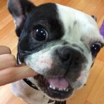 어이~프랜치<b>불독</b> 매력에 빠져봐~!!