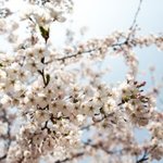 <b>근육형</b> 종아리 다시 태어나는 수밖엔 없는건가요 ㅠㅠ?