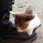 [꽃보다쿤이] 꽃미냥 쿤이를 만나기전의 추억 두번째편~