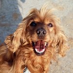 [훈이랑냥멍] 막둥이 동생 훈군과 냥이 멍이들 이야기 - 영원한...