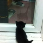 [남매냥] 코코! 어느날 갑자기 가족이되다!