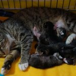 내 방에 들어와 출산한 길고양이 나니, 그리고 6마리의 새끼고양이들