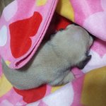 퍼그 새미 폭풍 성장중( <b>feat</b>. 몇키로까지 되나 보자)