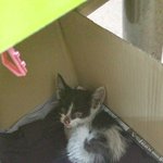 새끼 길 고양이 살리기