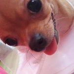 [EXO] 강아지원래흰자잘<b>보영</b>ㅋ