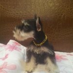 미모의 슈<b>나우</b>져를 소개합니다 >ㅁ<