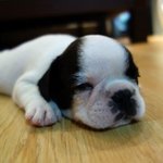 [만복] 프렌치<b>불독</b> + 보스턴테리어 = 만복